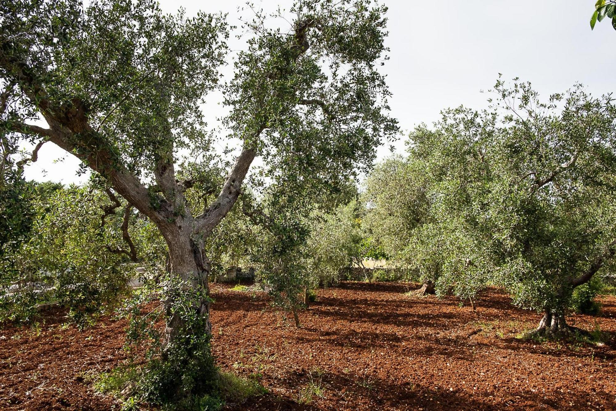 Villetta Da Zio Marcello Ostuni Extérieur photo